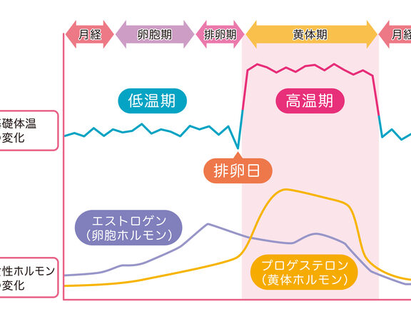 黄体形成ホルモン 高いとどうなる？健康への影響とは